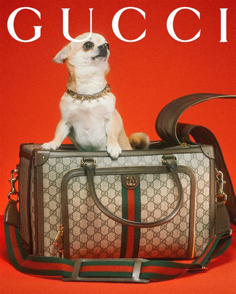 gucci dog items|gucci dog collection.